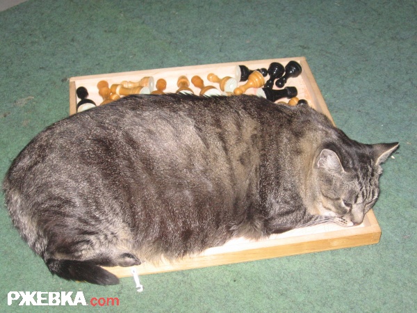василий