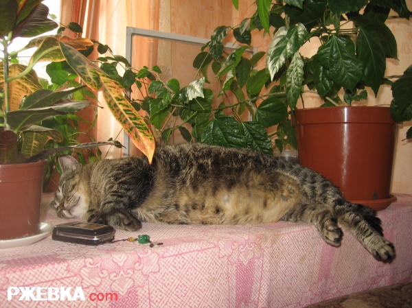 василий