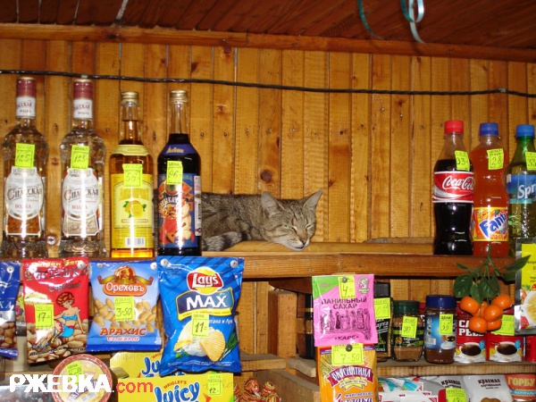 кот обычный.
