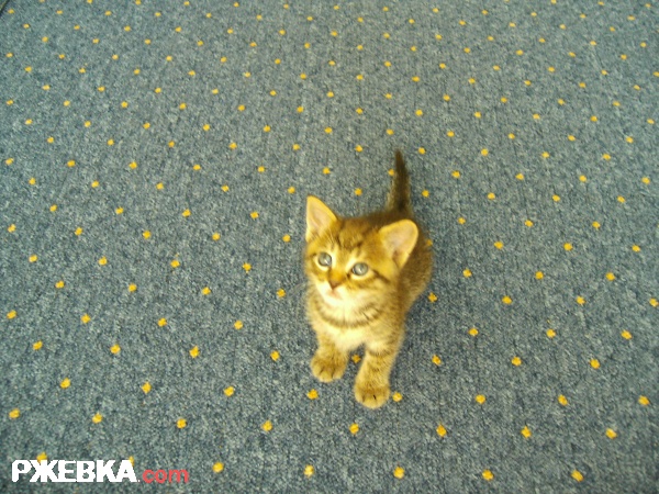 кусик масенький