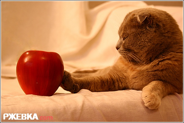 моя кошка)