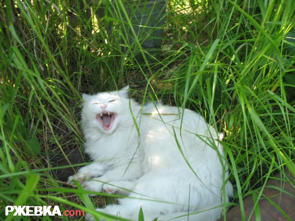зверюга!!!!!!!!!!!!!!