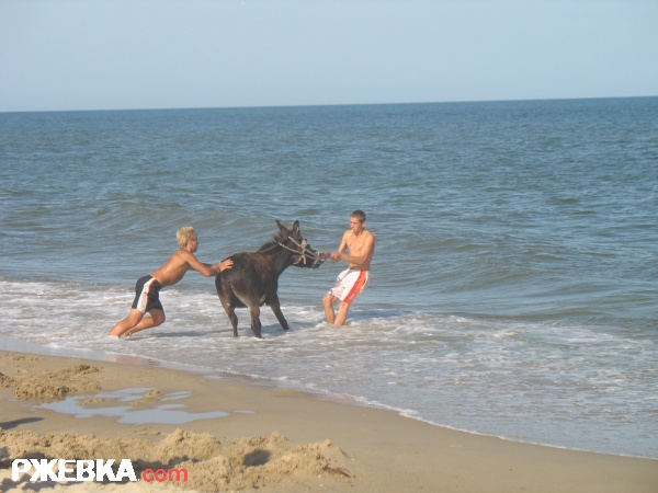 ослик упрямый
