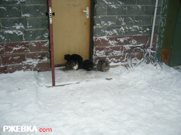 Кошаки греются ;)