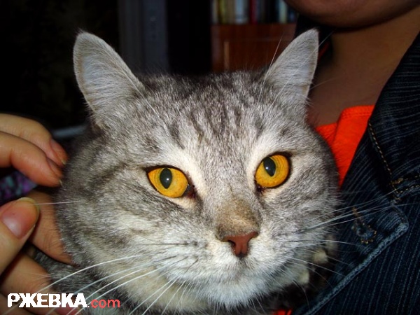 Бабушкин котик.