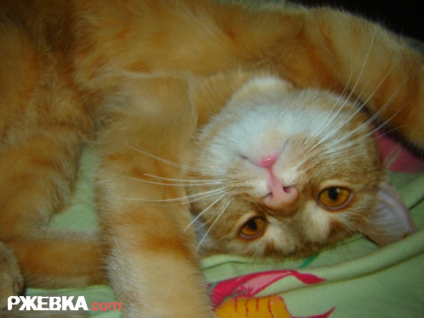 Кошатина