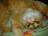 Кошатина