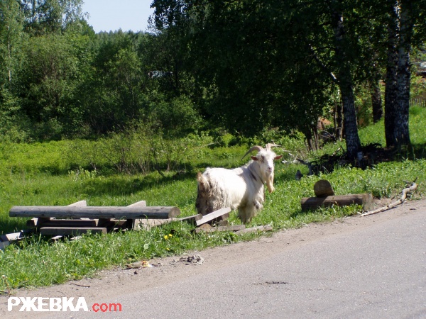 Жил да был козел,роги длинные.....