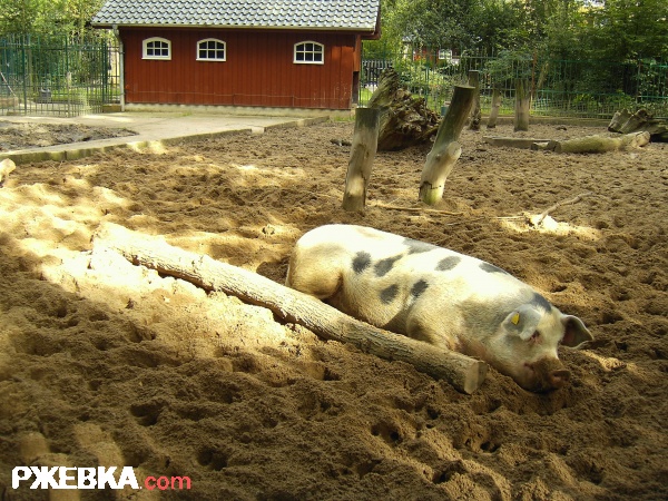 /WLADA/ хозяин этого дома
