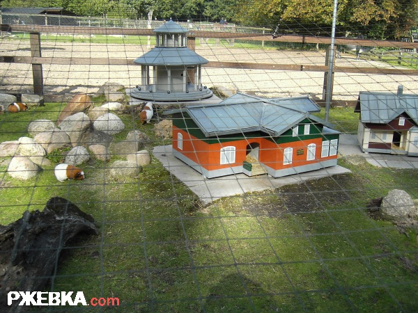 /WLADA/ морские свинки