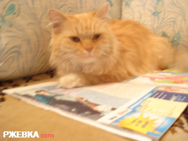 Найдена кошка,