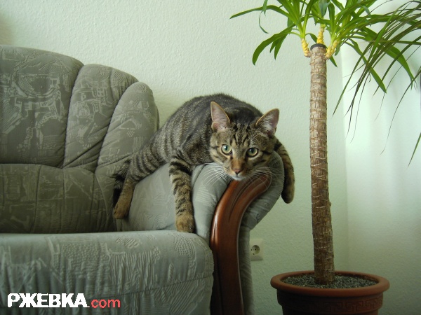 /WLADA/ сКОТюня  )))