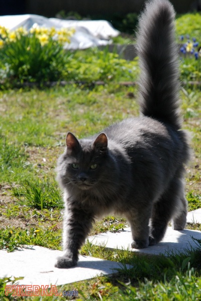 Котег.