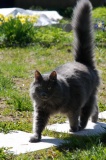 Котег.