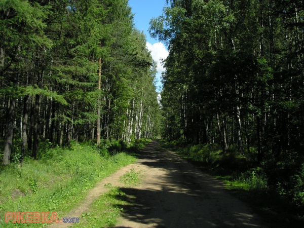 лесопарк