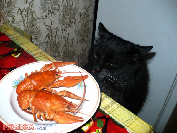 Какие раки!