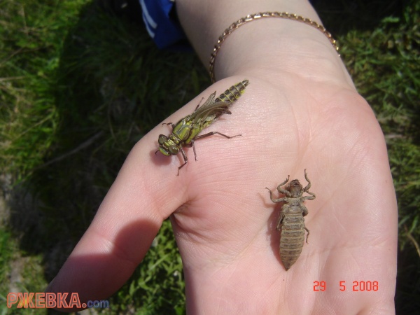 Насекомые размножаются