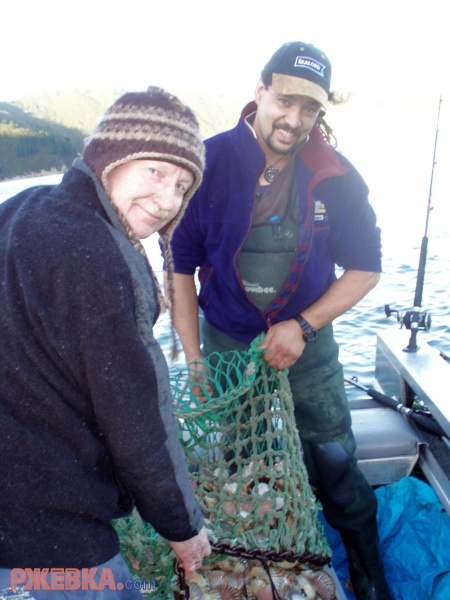 new zealand's scollops