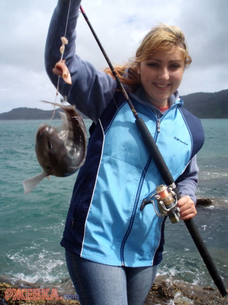 New Zealand's Blue Cod