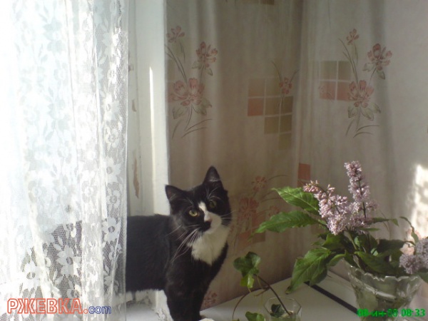 мурзик
